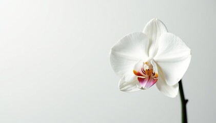 Obraz premium Delicate white orchid blossom against pure white backdrop, orchid, beauty, fragile