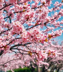 Full bloom sakura tree, pink and white blossoms, vibrant spring landscape, aesthetic, nature, full bloom