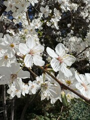 cherry tree flowers