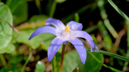 Purple flower blooms in morning light