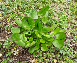 Close-up of green and fresh leaves of European wild ginger (Asarum europaeum) in the forest. Commonly known as asarabacca, European wild ginger, hazelwort, and wild spikenard, historically cabarick.
