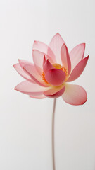 Obraz premium pink lotus flower