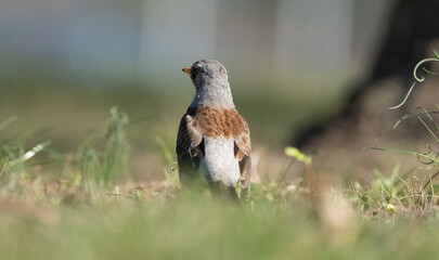 Fieldfare Bird Seen From Behind Against A Blurred Background