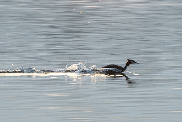 Obraz premium Great Crested Grebe Racing Across Lake At Dawn