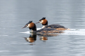Two Great Crested Grebe Birds Swimming In The Lake