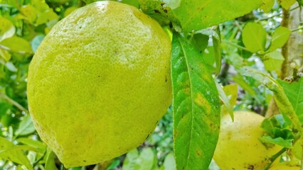 lemon on the tree