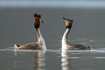 In Spring, A Great Crested Grebe Pair Performs A Mating Dance