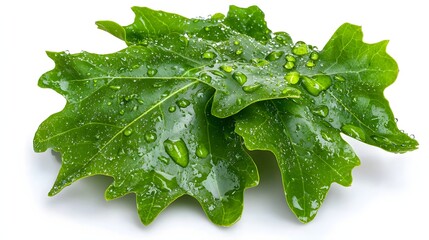 Fresh Green Leaves with Raindrops Isolated on a White Background Presenting Nature's Beauty