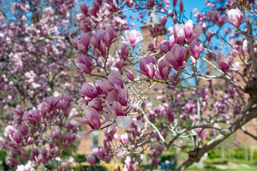 Close-up of blooming magnolia tree branches in Washington D.C.