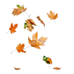 Fototapeta premium Colorful Autumn Leaves Falling Against a Transparent Background in a Seasonal Nature Design