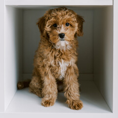 Adorable Maltipoo puppy sitting inside a white shelf, looking curiously at the camera. The fluffy dog has curly light brown fur with white patches, creating a cozy and playful scene in a modern home