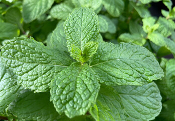 Mentha rotundifolia green leaves as a background.
Garden mint.Herbal medicine,medicinal plants and herbs concept.Selective focus.	