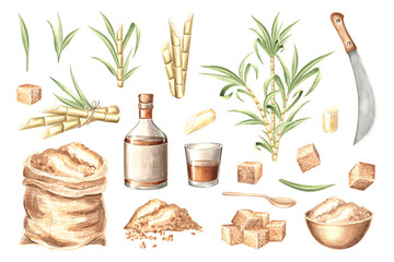 Watercolor set of rum production. Sugar cane stems with leaves and brown sugar cubes, bottle and glass. Machete, jute sack and bowl. Hand drawn illustrations isolated. Clipart of alcoholic drink .