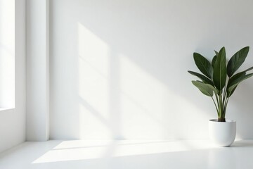 Pure white backdrop, elegant minimalist aesthetic, clean, modern, backgrounds