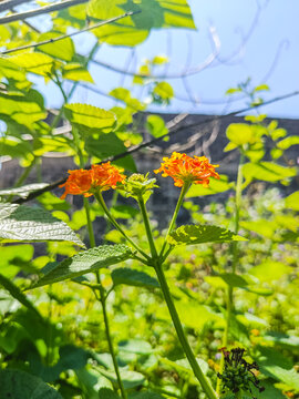 Orange Lantana camara Flowers in Sunlight