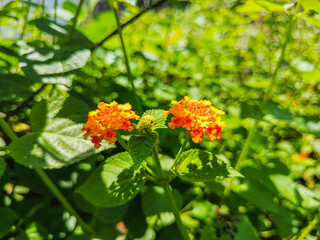 Orange Lantana camara Flowers in Sunlight