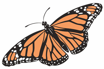 butterfly on a white background