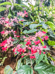 Elegant Red and White Flowers of Bleeding-Heart Vine