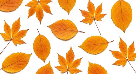 Obraz premium Autumn Leaves Pattern, Orange Fall Foliage, White Background AI Generated