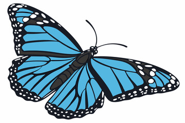 butterfly isolated on white