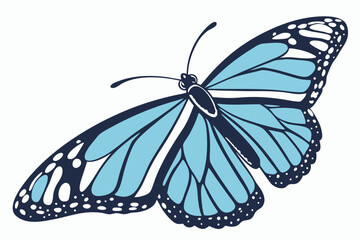 butterfly on white background