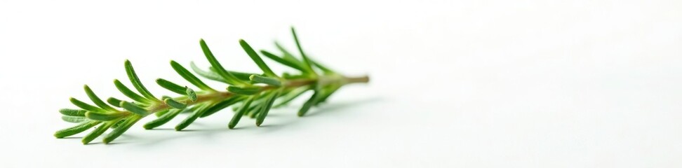 Fototapeta premium Closeup of a sprig of rosemary on white background, herb, simple