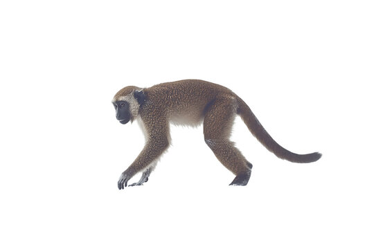 Brown Monkey Walking, Isolated on White Background
