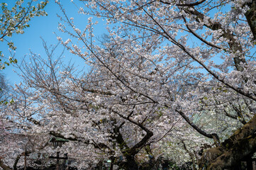 東京都千代田区九段に咲く満開の桜