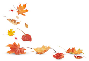 falling autumn leaves are bright in color and stand out against a transparent background.
