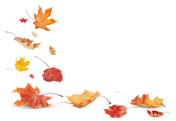 falling autumn leaves are bright in color and stand out against a transparent background.