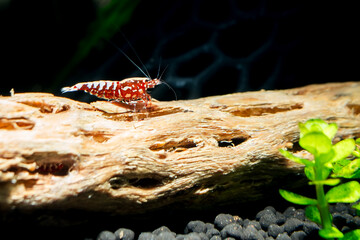 Red galaxy pinto shrimp on black soil closeup