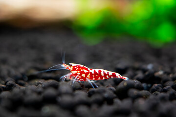 Red galaxy pinto shrimp on black soil closeup