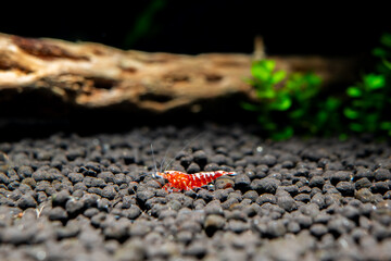 Red galaxy pinto shrimp on black soil closeup