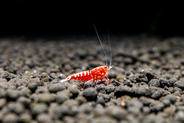 Red galaxy pinto shrimp on black soil closeup