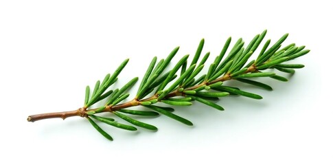 Isolated cedar branch against white background, background, branch, green