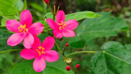 Photo of Peregrina plant (Jatropha integerrima) commonly known as peregrina or jarak pedas, is a shrub. photo of flowers with green leaves background.