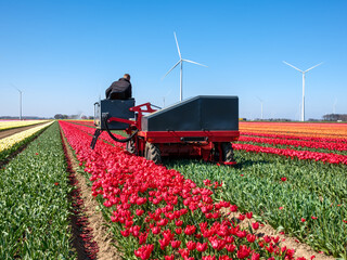 Tulipfields in Flevoland province, The Netherlands