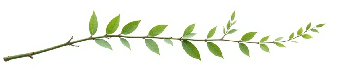 Long slender branch isolated on white background, white background, plant life