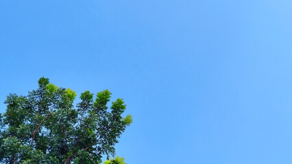Photo of treetops with a background of clouds and blue sky, with an empty space to place your design.