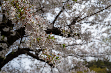 東京都北区王子に咲く満開の桜