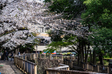 東京都北区王子に咲く満開の桜