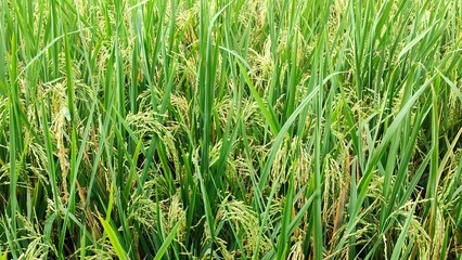 Rice in the fields, in rural areas.