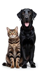 Adorable Black Labrador and Bengal Cat Posing Together Studio Shot  Perfect Companionship