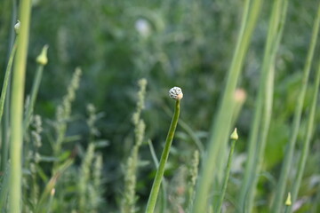 Onion flower in blurry background. Its common names bulb onion and common onion. This is a vegetable that is the most widely cultivated species of the genus Allium.