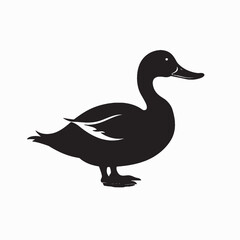 Obraz premium Isolated white duck vector, standing wildlife bird with detailed feathers