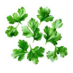 cilantro leaves - fresh green herb sprigs isolated on white background