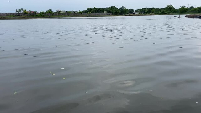 beautiful view of a fish pond or shrimp pond (tambak), with trees.