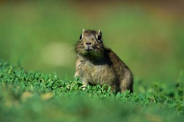 Desert Cavi, Lihue Calel National Park, La Pampa Province, Patagonia , Argentina