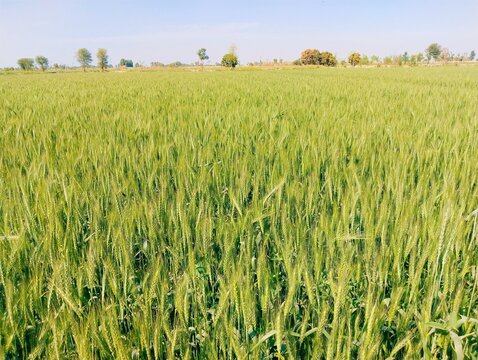 Green wheat crop, plants, buds, leaves, agriculture, field, recolte de ble, champ deble, campo de trigo, colheita detrigo, cosecha de-trigo, campo-de trigo, gehoon ka khet