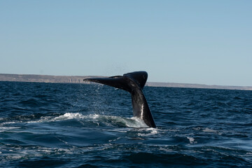 Sohutern right whale tail,Peninsula Valdes, Chubut, Patagonia,Argentina
